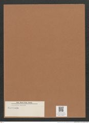Navicula sp. (de-Toni-Nr.: Genus 1) Zeichnungen Sammlung Grunow Mappe 00621 (Herbarium_W_Grunow_drawings_Folder_00621)